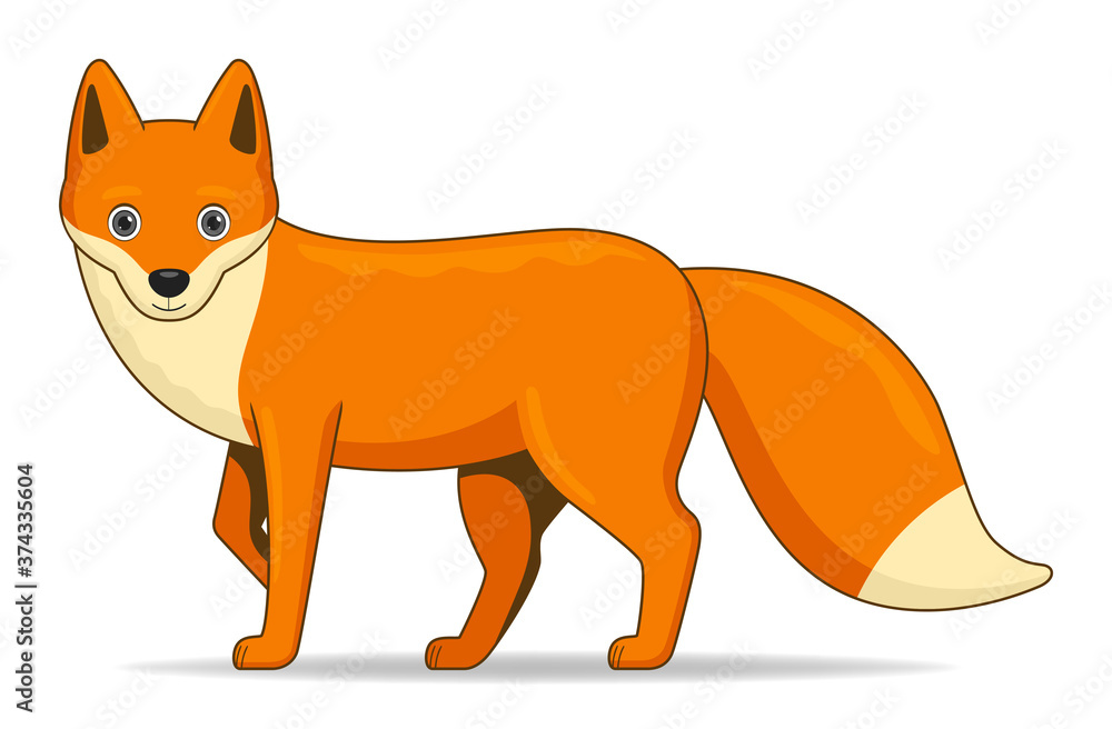 Obraz premium Red fox animal standing on a white background