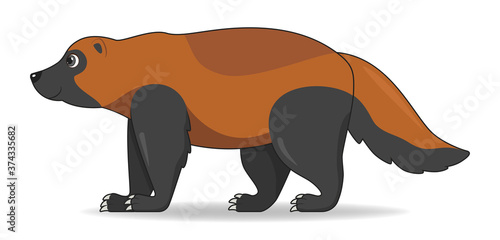 Wolverine animal standing on a white background