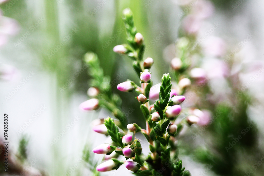 Summer flowers and Heath. Bell heather, Erica Calluna vulgaris blooms pink in the sunlight Summer flowers and Heath. Bell heather, Erica Calluna vulgaris blooms pink in the sunlight