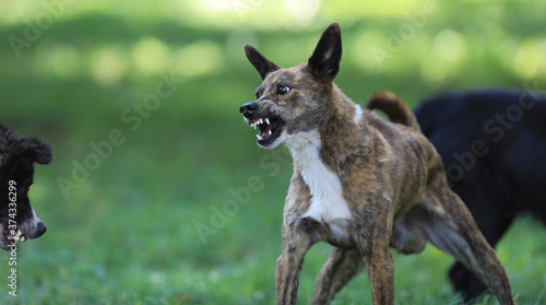 Quadro em tela Angry Aggressive Mad Dog Outdoors in the park