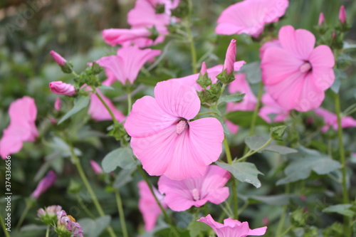 Delicate pink mallow flowers bloom in the spring garden