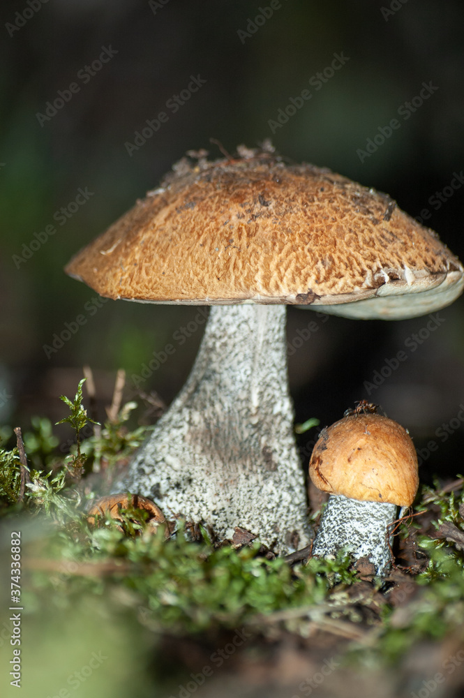 Large and small birch mushroom with brown hat and white stem in front of dark green background grows in the moss Large and small birch mushroom with brown hat and white stem in front of dark green background grows in the moss