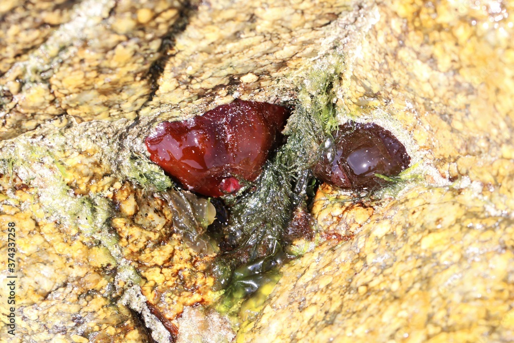 Beadlet anemone, Actinia equina, on a rock