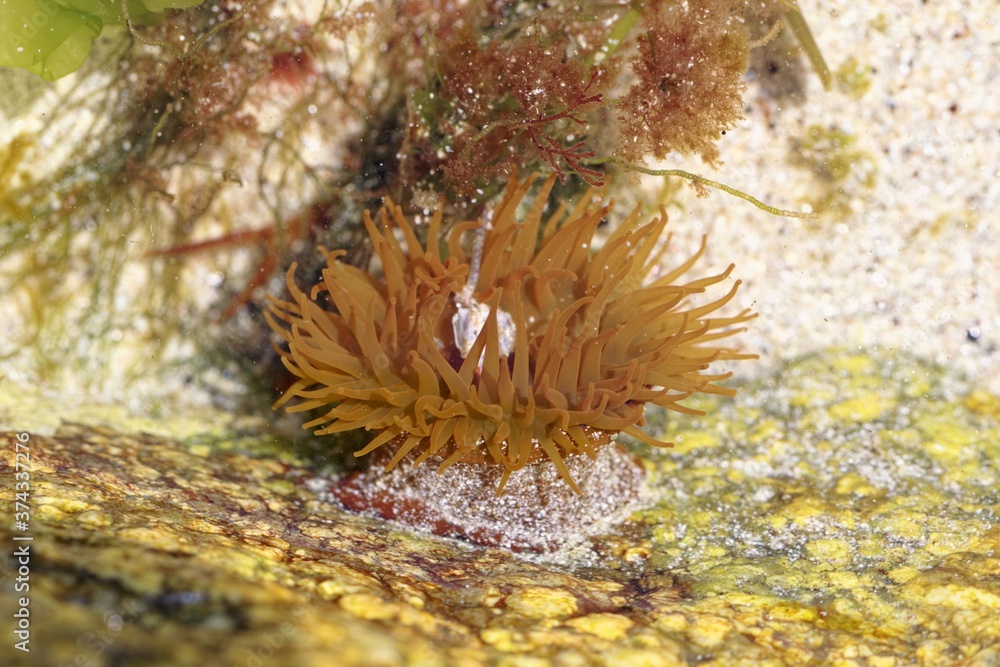 Fototapeta premium Beadlet anemone, Actinia equina, in a rockpool