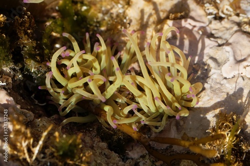 Tentacles of a Mediterranean snakelock sea anemone, Anemonia sulcata photo