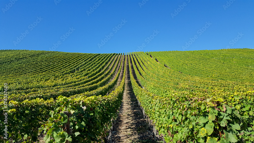 Obraz premium Weinberge bei Volkach in Unterfranken