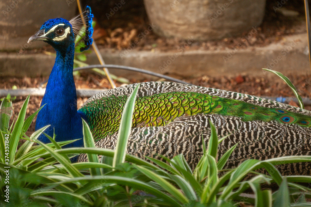 Naklejka premium peacock in the Garden