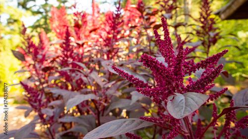 Purple Amaranth called Prince's Feathers