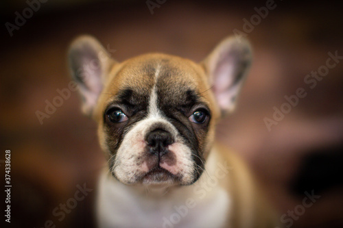Fototapeta Naklejka Na Ścianę i Meble -  French Bulldog Puppy Portrait