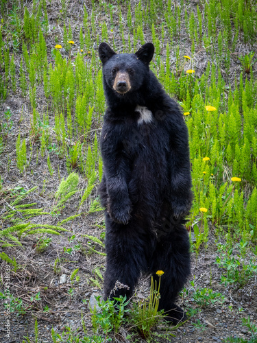 black bear in the nature © Zoomtraveller