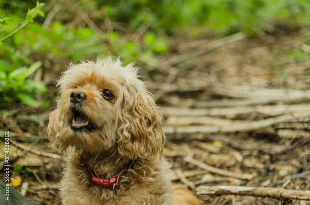 Cavapoo dog smiling sitting in the woods