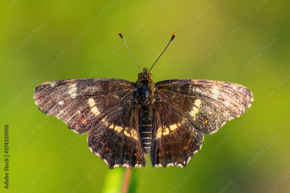 Obraz premium Map Butterfly - Araschnia levana, small beautiful brushfoot butterfly from European meadows and grasslands, Zlin, Czech Republic.