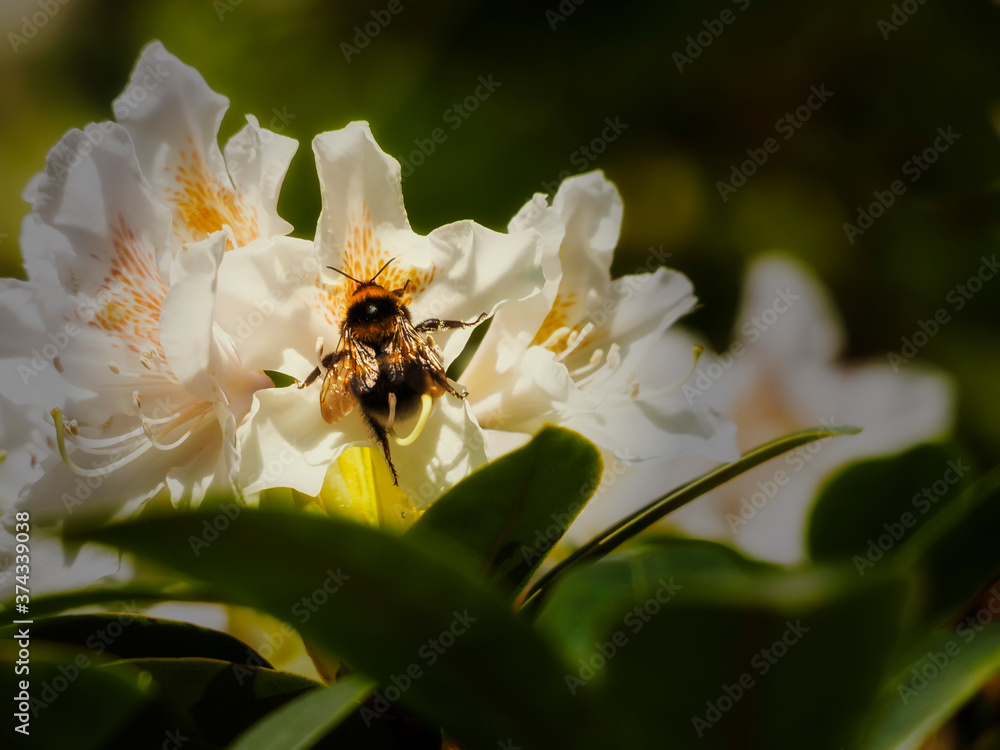 Nektar  suchende Hummel
