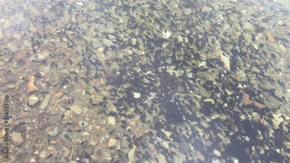 Large flock of tadpoles of the common toad (Bufo bufo) in a pond. Large flock of tadpoles of the common toad (Bufo bufo) in a pond.