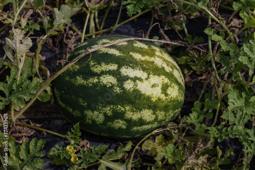 Green watermelon growing on the field in the late summer.