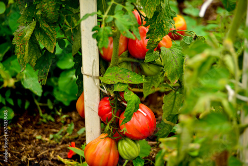 Naturalne pomidory