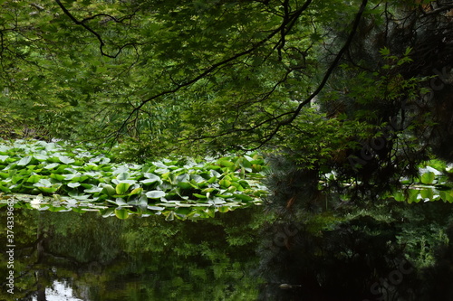 The deep wild forest by the pond in Sapporo Japan