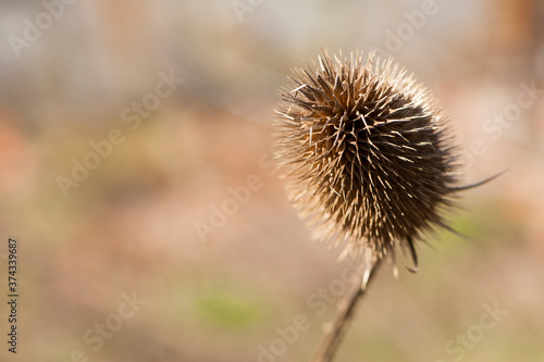 background for text dry prickly plant close up