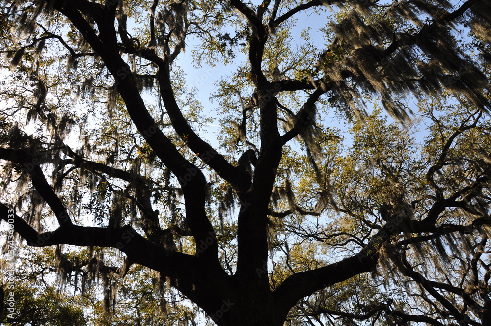 Fototapeta premium Willow Tree