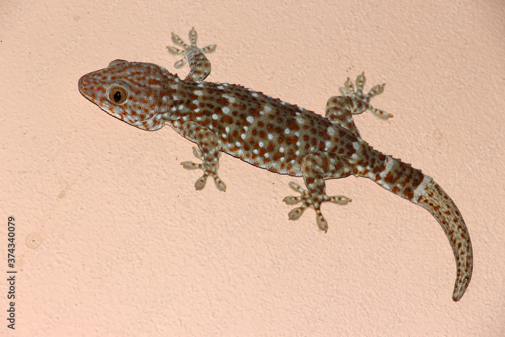 Naklejka premium Tokay gecko is a large gecko, reaching a total length (including tail) of up to 30 cm.This species occurs in northeast India, Bhutan, Nepal, and Bangladesh, throughout Southeast Asia.