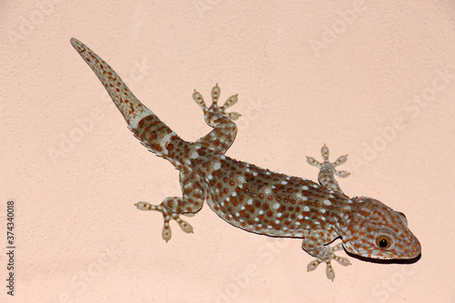 Tokay gecko is a large gecko, reaching a total length (including tail) of up to 30 cm.This species occurs in northeast India, Bhutan, Nepal, and Bangladesh, throughout Southeast Asia.