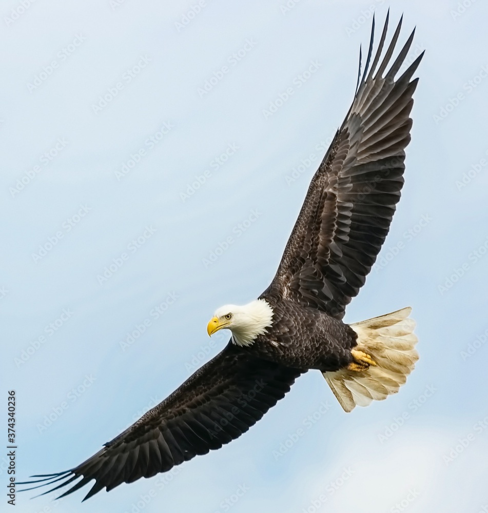 Fototapeta premium american bald eagle