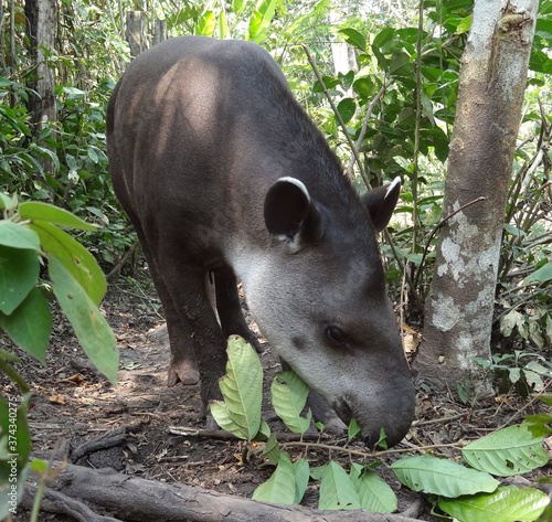 An Amazonian tapir (Tapirus terrestris) near Tarapoto, Peru