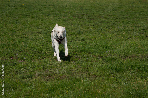 Dog in the Park photo