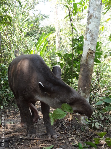 An Amazonian tapir (Tapirus terrestris) near Tarapoto, Peru