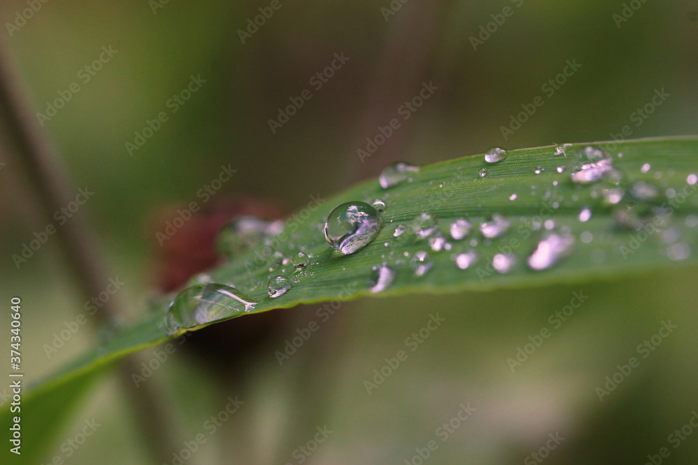 Pflanze, Wassertropfen, Makro, Wasser, Natur, Tröpfchen, feucht, Regentropfen, Wassertropfen auf Blatt Pflanze, Wassertropfen, Makro, Wasser, Natur, Tröpfchen, feucht, Regentropfen, Wassertropfen auf Blatt