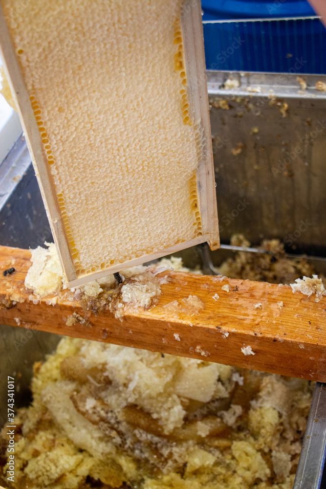 La récolte du miel chez un apiculteur La récolte du miel chez un apiculteur