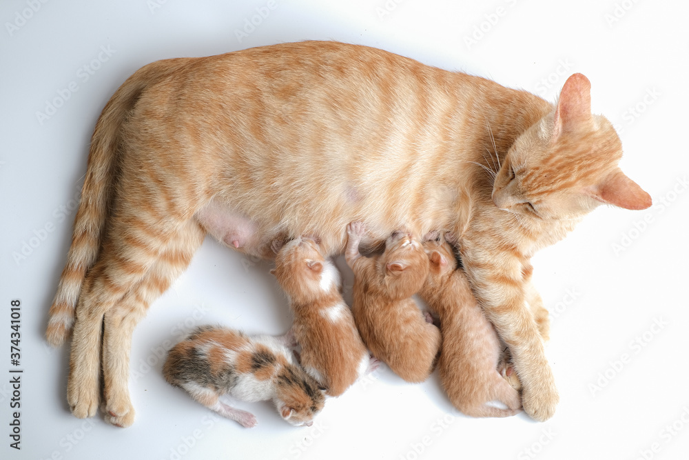 Newborn baby kittens drinking milk from their mom breast Stock Photo