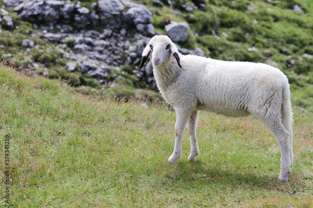 Obraz premium White sheep in mountain meadows
