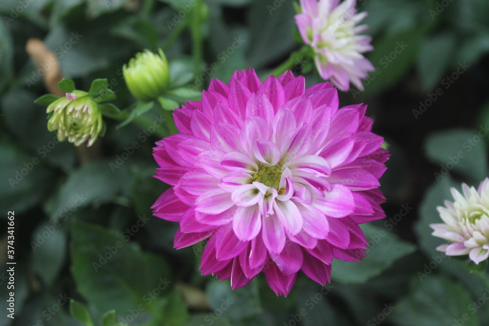 close up of a pink dahlia close up of a pink dahlia