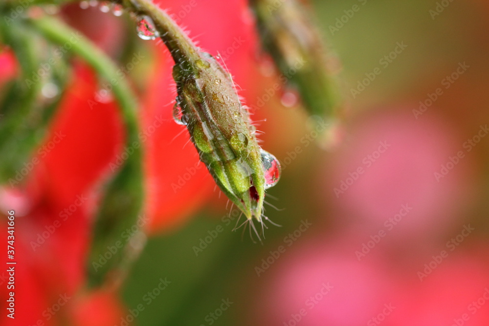 Naklejka premium Pflanze, Blume, Wassertropfen, Makro, Wasser, Natur, Tröpfchen, feucht, Regentropfen, Wassertropfen auf Blatt, Wassertropfen auf Blüte