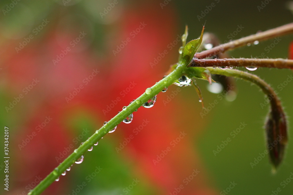Pflanze, Blume, Wassertropfen, Makro, Wasser, Natur, Tröpfchen, feucht, Regentropfen, Wassertropfen auf Blatt, Wassertropfen auf Blüte Pflanze, Blume, Wassertropfen, Makro, Wasser, Natur, Tröpfchen, feucht, Regentropfen, Wassertropfen auf Blatt, Wassertropfen auf Blüte