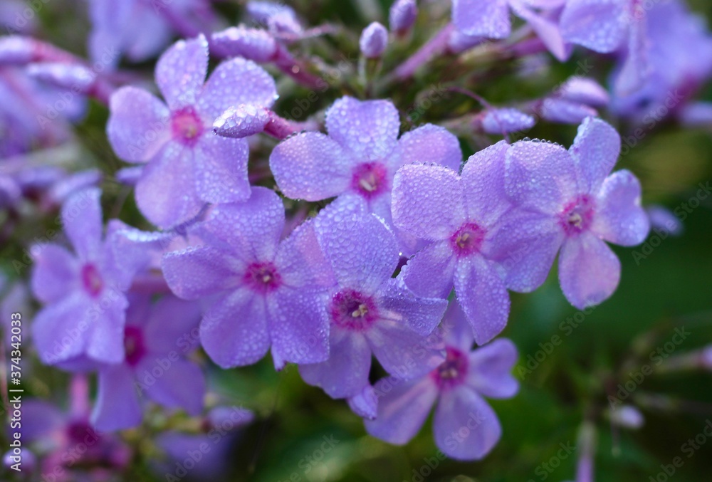 A close view of the wet bunch of purple flowers. A close view of the wet bunch of purple flowers.