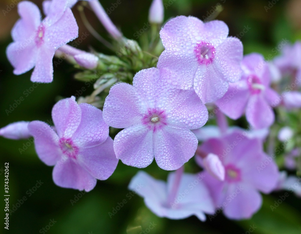 A close view of the wet flowers in the garden. A close view of the wet flowers in the garden.