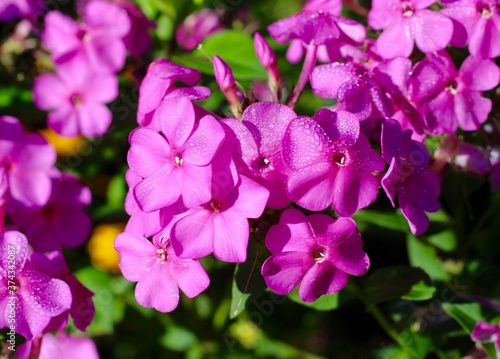 A close view of the pink bunch of flowers in the sunlight.