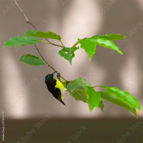 Purple Rumped Sunbird