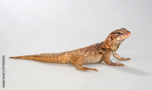 Balsas Armed Lizard / Michoacan Schwarzleguan (Ctenosaura clarki) photo