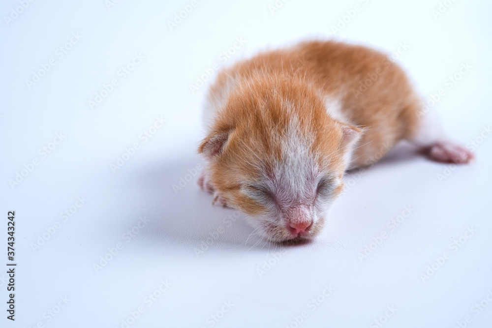 Newborn kittens are sleeping on the white floor Newborn kittens are sleeping on the white floor