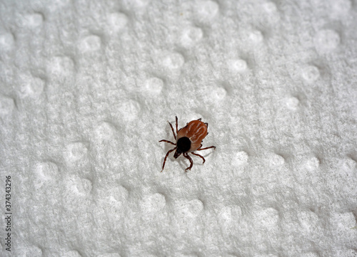 a dangerous ixodes ricinus on a white paper in summer © Chamois huntress