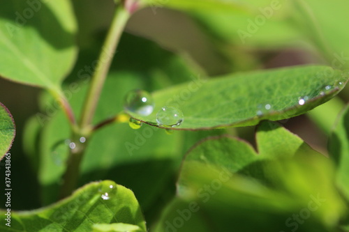 Pflanze, Wassertropfen, Makro, Wasser, Natur, Tröpfchen, feucht, Regentropfen, Wassertropfen auf Grashalm