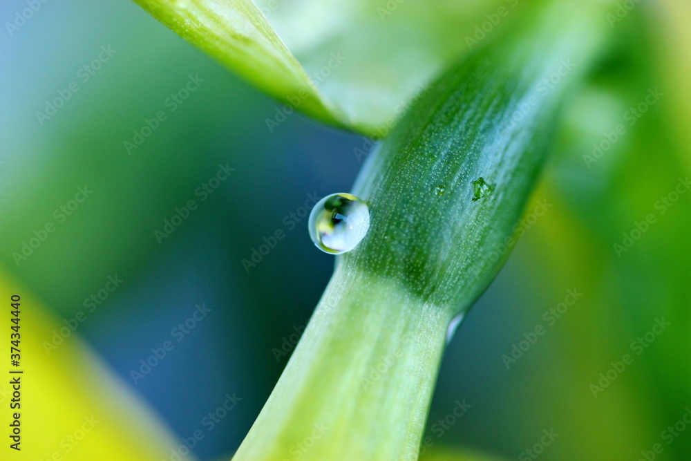 Pflanze, Blume, Wassertropfen, Makro, Wasser, Natur, Tröpfchen, feucht, Regentropfen, Wassertropfen auf Blatt, Wassertropfen auf Blüte Pflanze, Blume, Wassertropfen, Makro, Wasser, Natur, Tröpfchen, feucht, Regentropfen, Wassertropfen auf Blatt, Wassertropfen auf Blüte