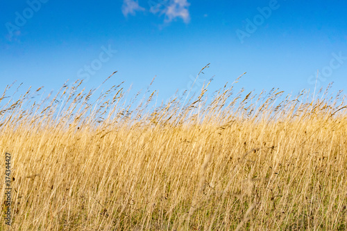 grass and sky