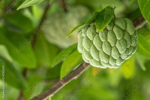 Fresh custard apple, sugar apple background and texture. Annona growing on a tree.