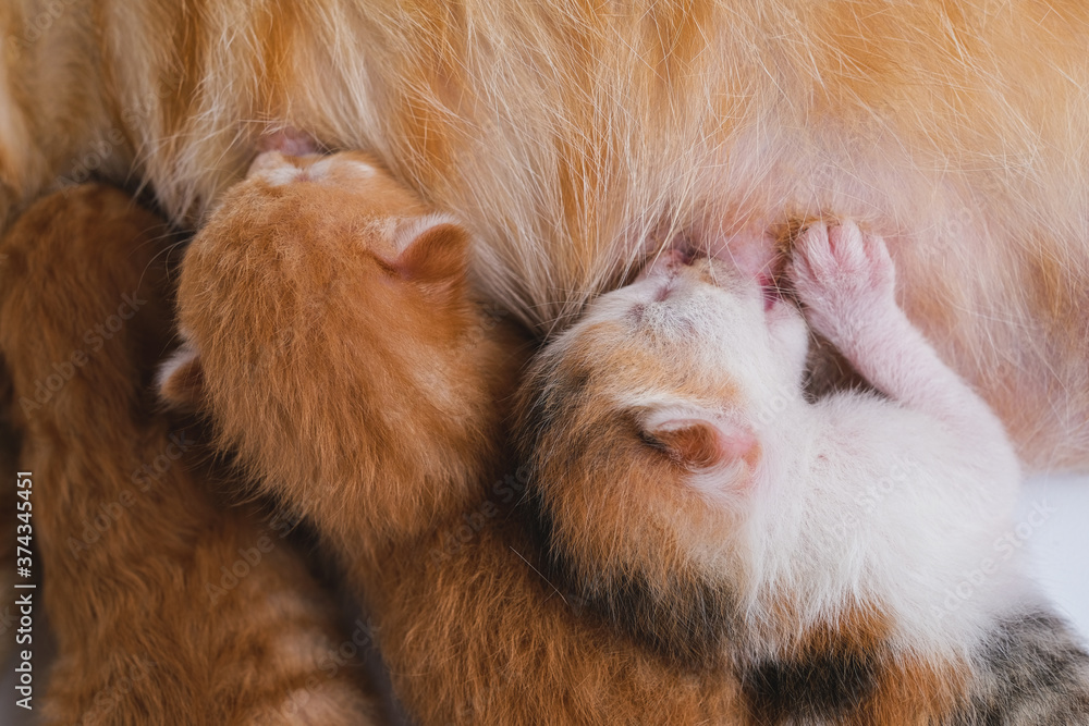 Newborn baby kittens drinking milk from their mom breast Newborn baby kittens drinking milk from their mom breast