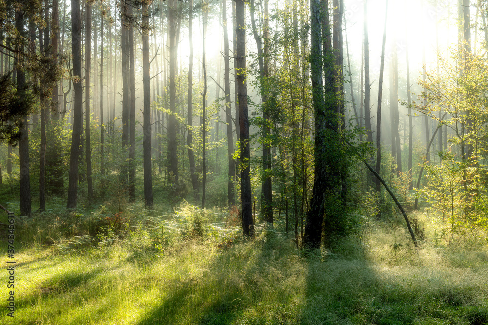 Obraz premium Beautiful sunny morning in the forest