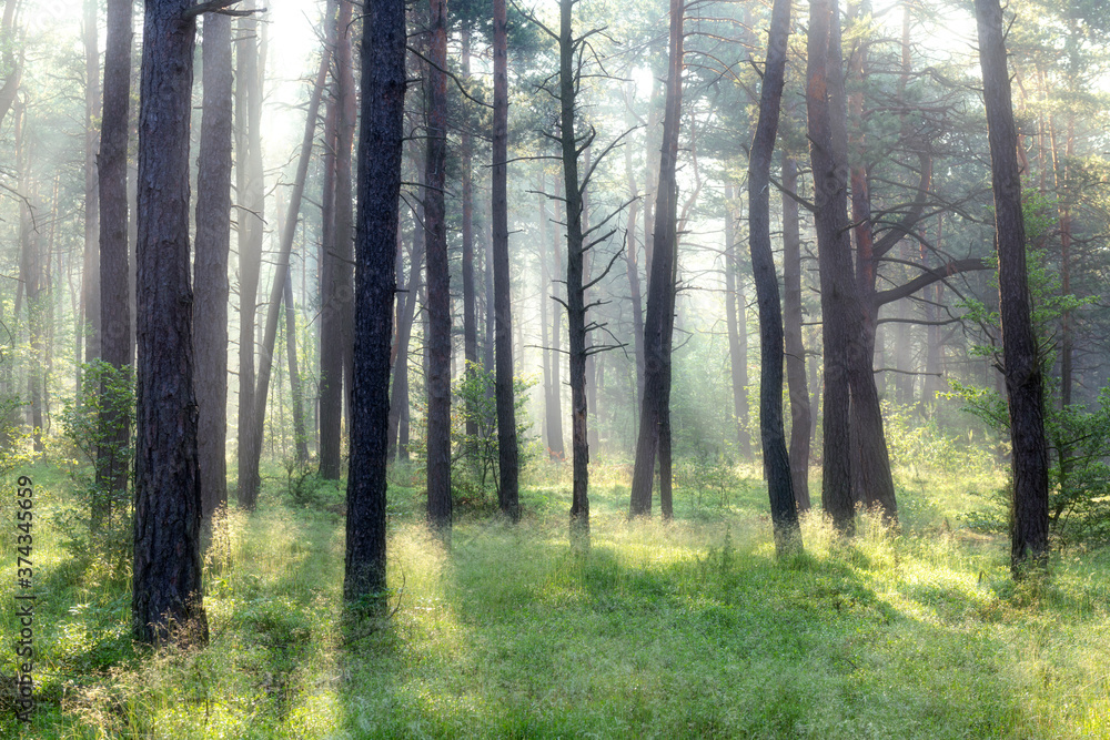 Beautiful sunny morning in the forest